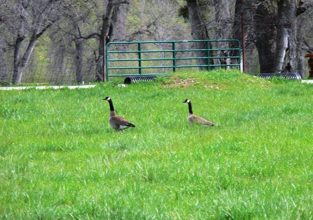 round-house-cattle-ranch-28