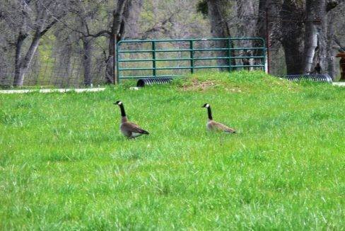 round-house-cattle-ranch-28