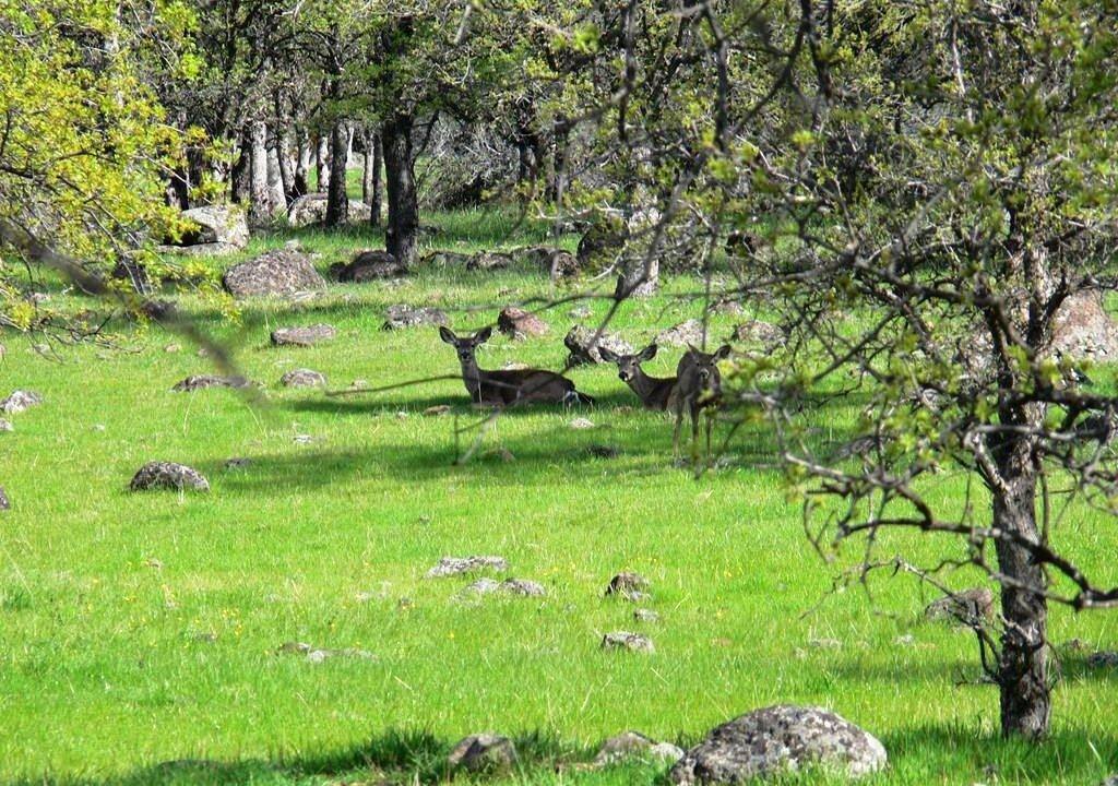 round-house-cattle-ranch-29