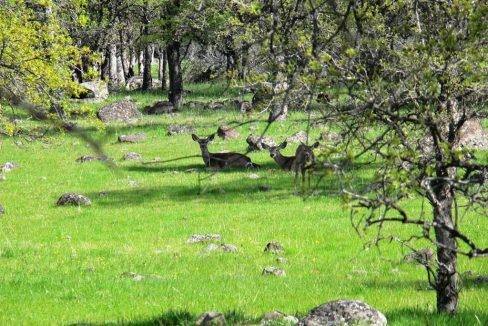 round-house-cattle-ranch-29