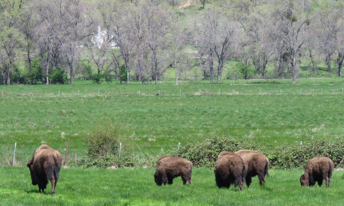 round-house-cattle-ranch-38