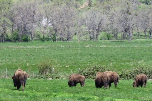 round-house-cattle-ranch-38