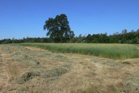 round-house-cattle-ranch-48