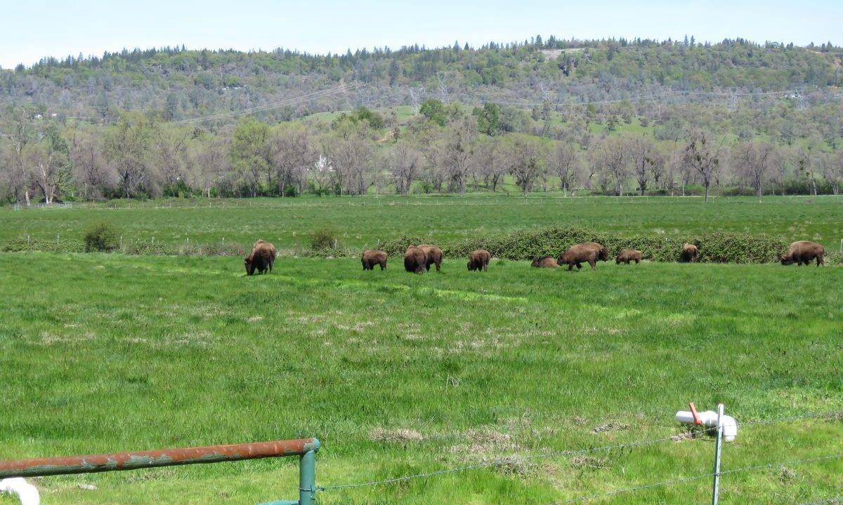 round-house-cattle-ranch-55