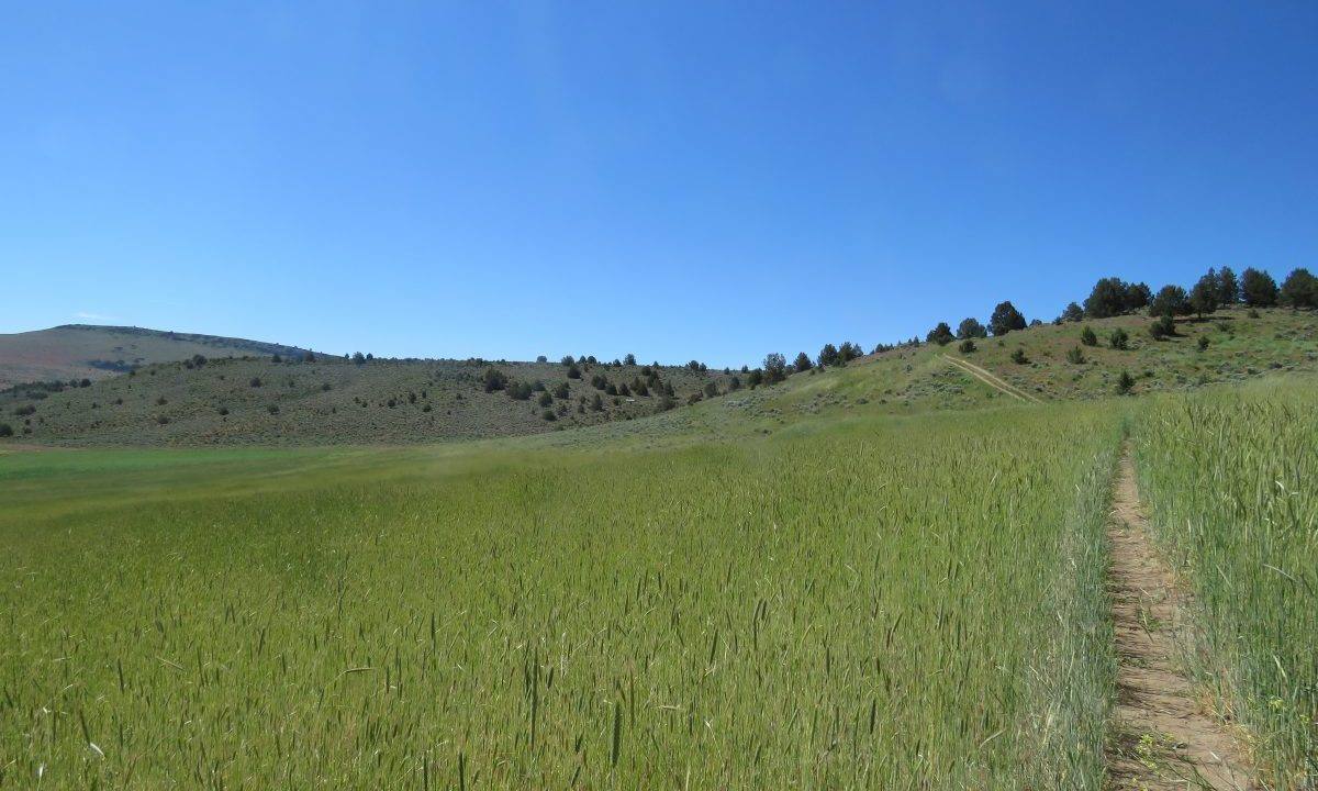 1360-acres-siskiyou-ranch-05