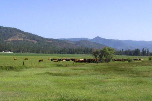 E cattle pasture - COVER