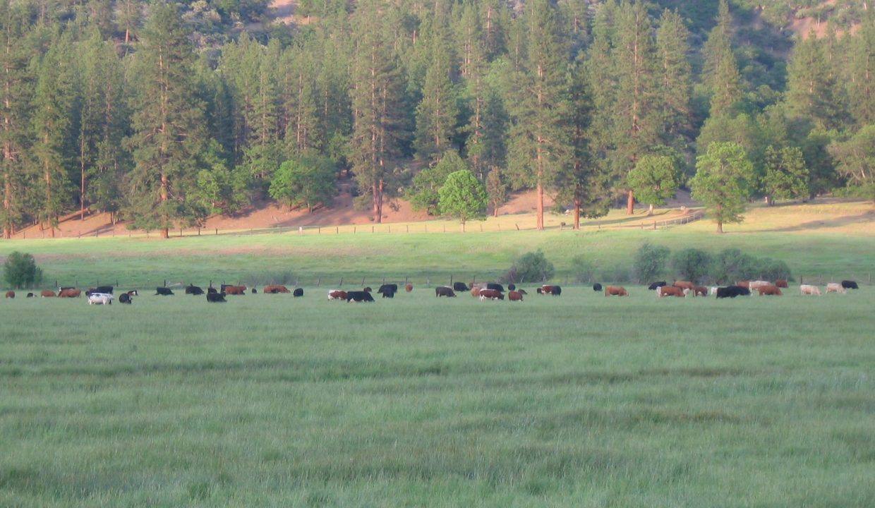 F cattle at dusk