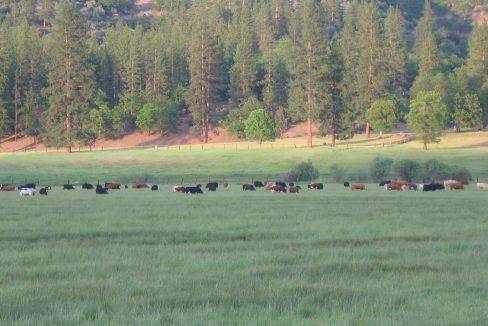 F cattle at dusk