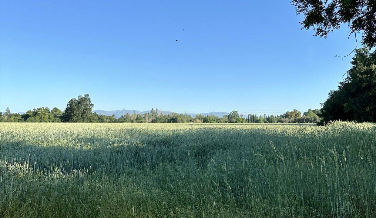 05-19-23 Grain Hay almost ready