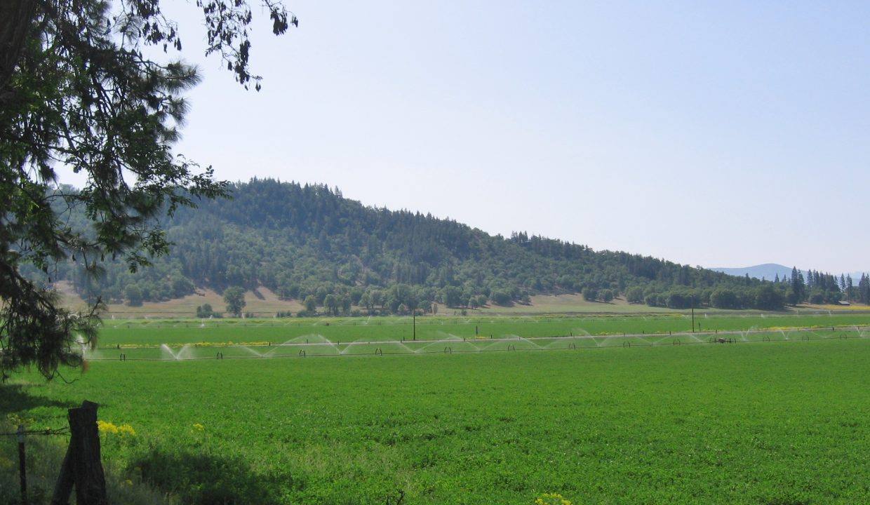 O Ranch South alfalfa field D looking East