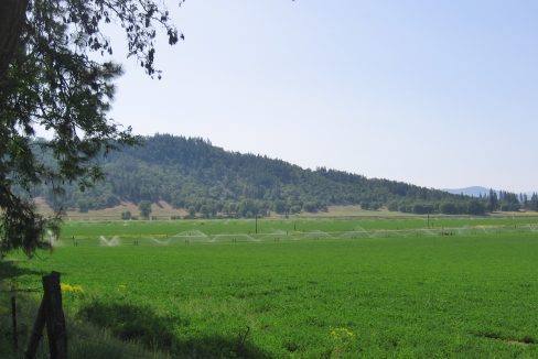 O Ranch South alfalfa field D looking East