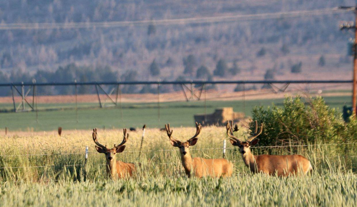 07-23-23 Three bucks - Deforest Ranch