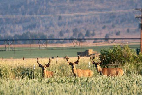 07-23-23 Three bucks - Deforest Ranch