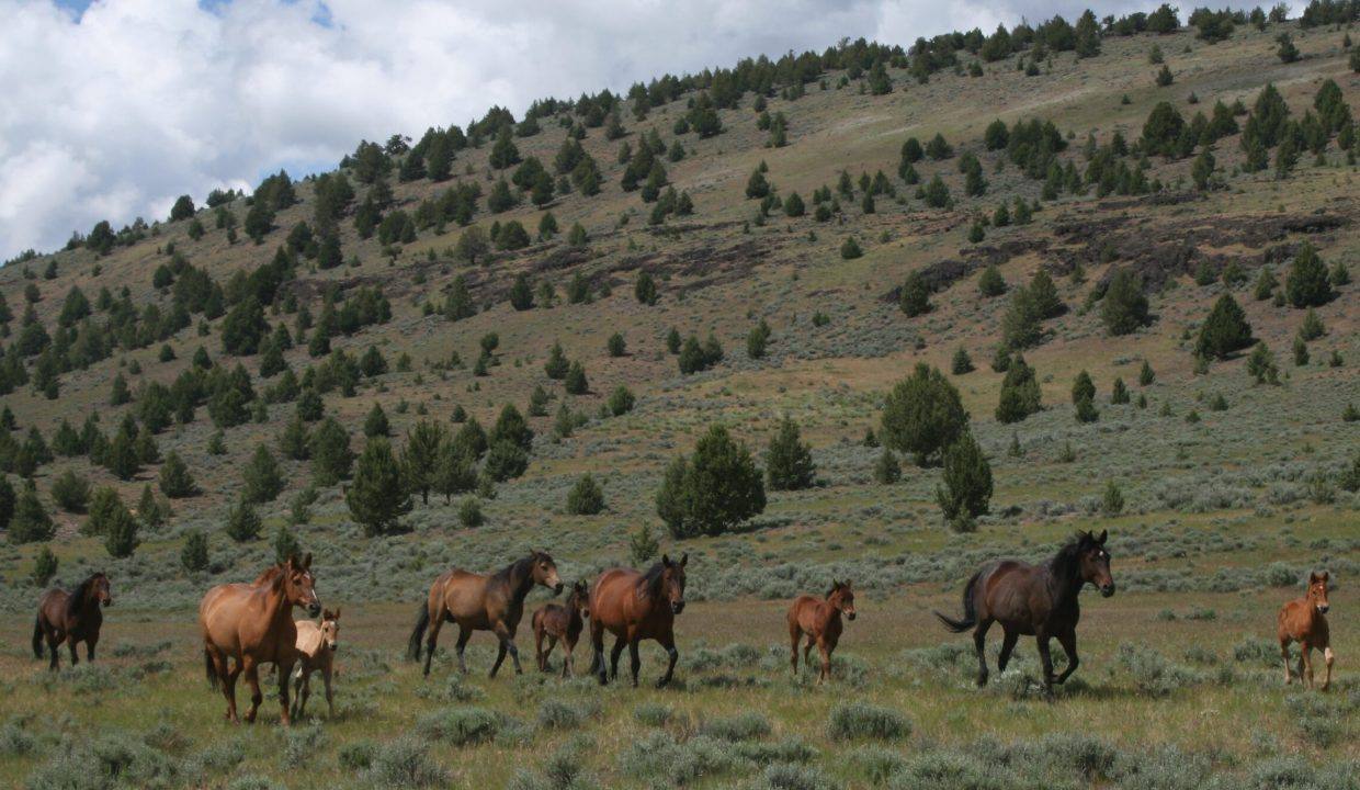 PC Cajun Special and some of his mares and foals