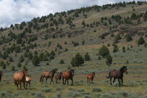 PC Cajun Special and some of his mares and foals