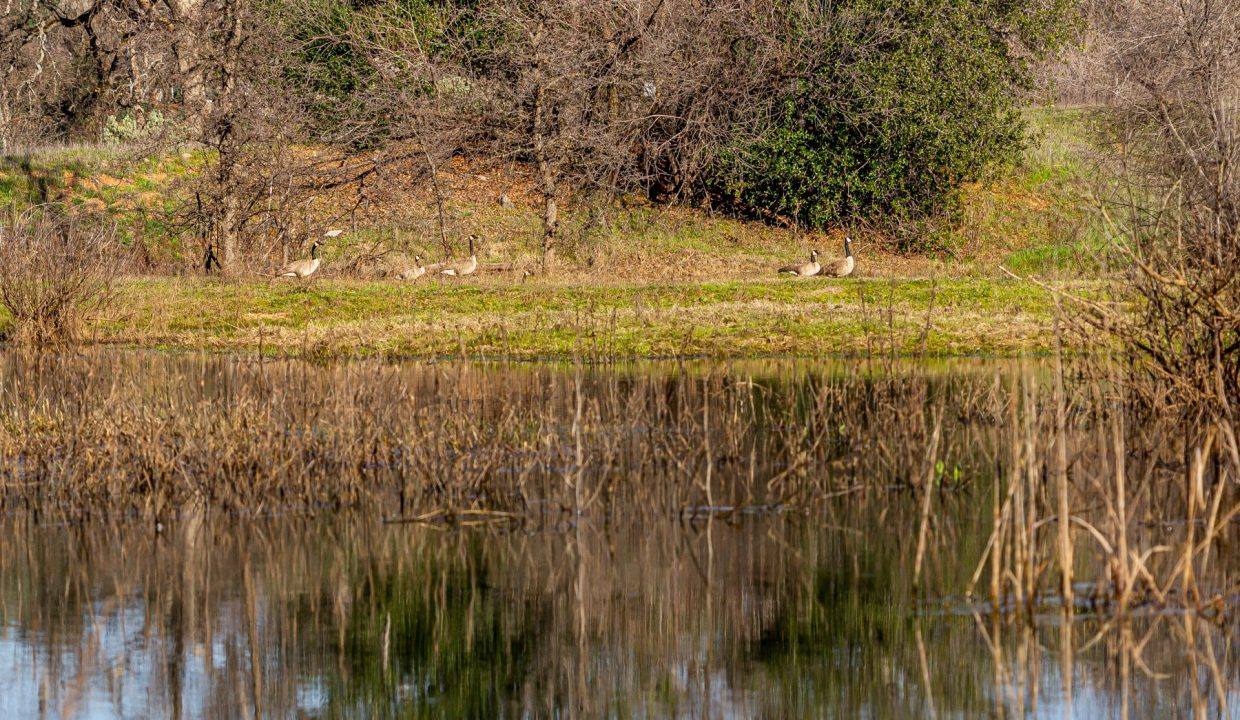 Pond and geese