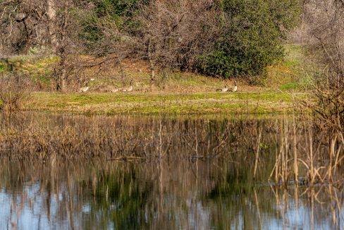 Pond and geese