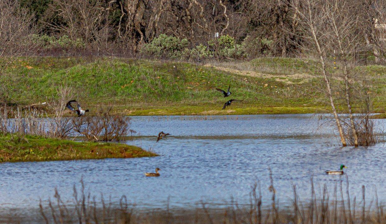 Pond and mallards