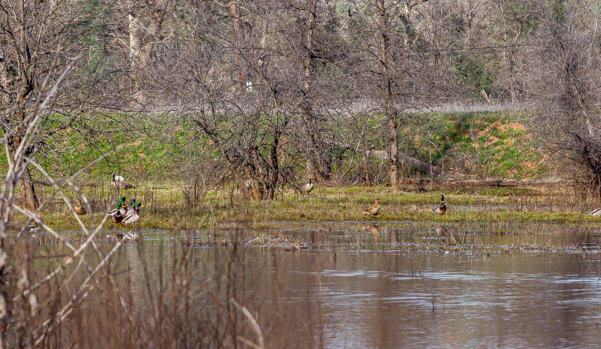 Pond and mallards-2