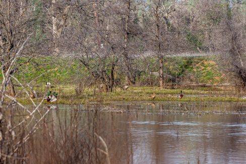 Pond and mallards-2