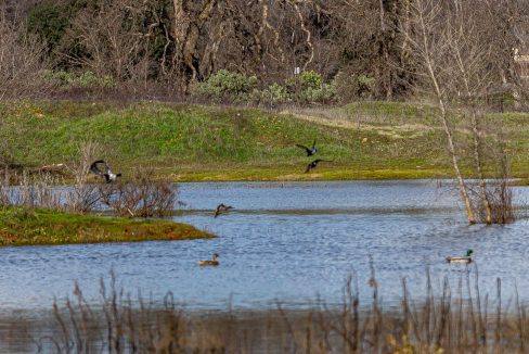 Pond and mallards