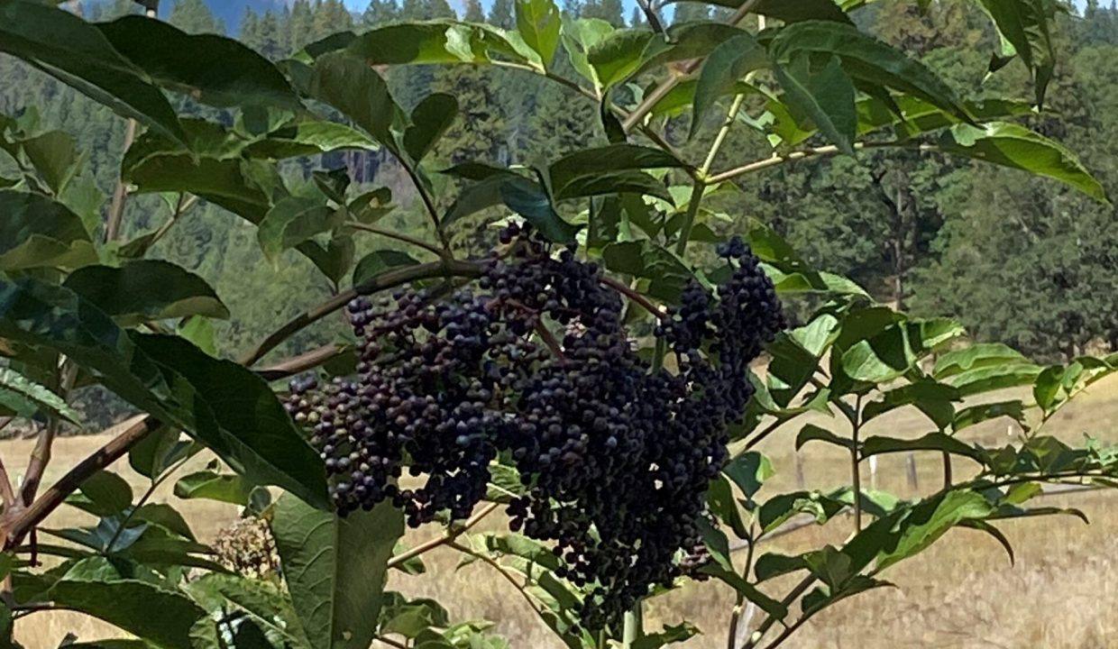 12 Elderberry on the Corral Creek ranch