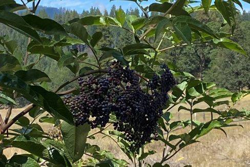 12 Elderberry on the Corral Creek ranch