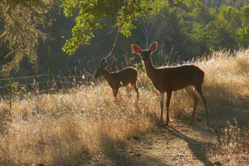 19 deer