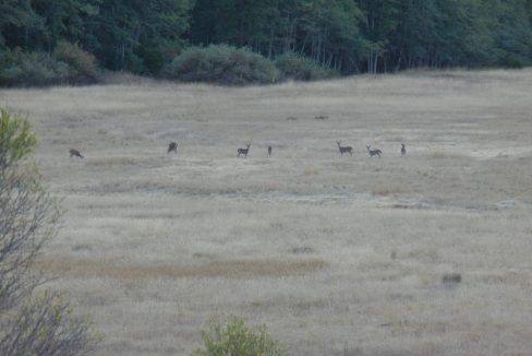 20 deer