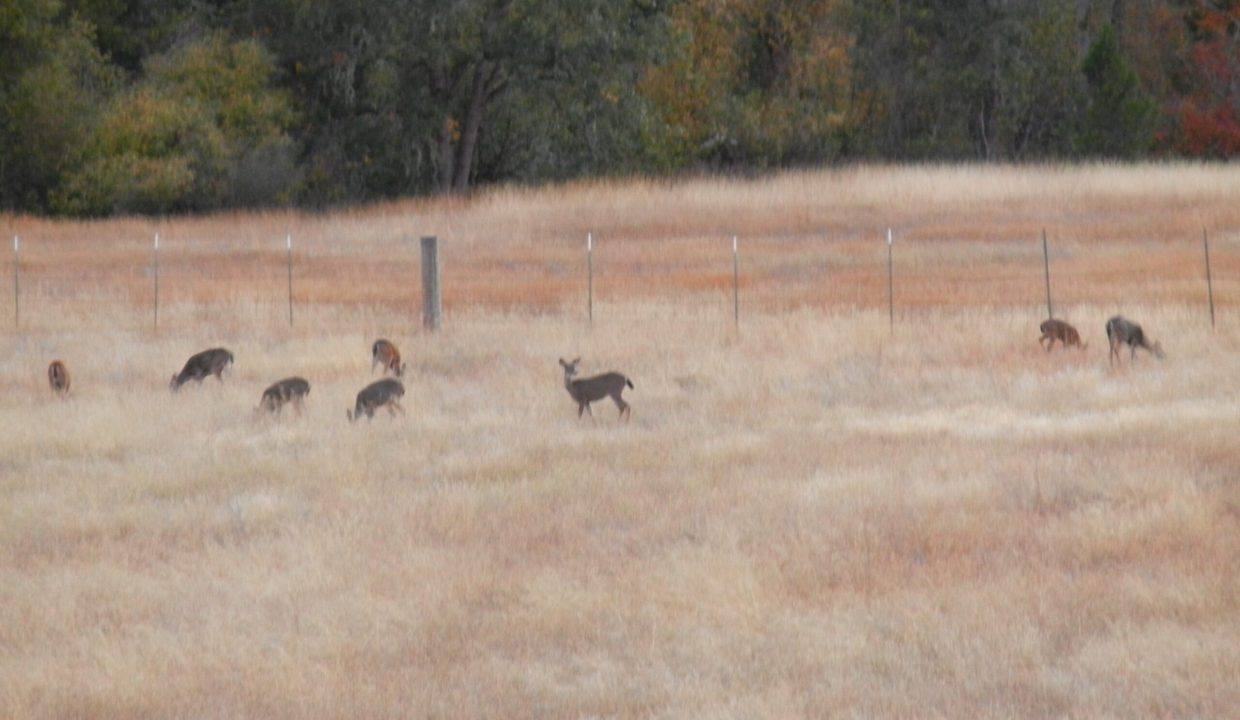 21 deer