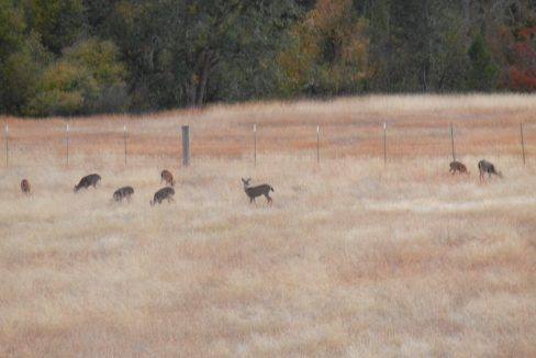 21 deer