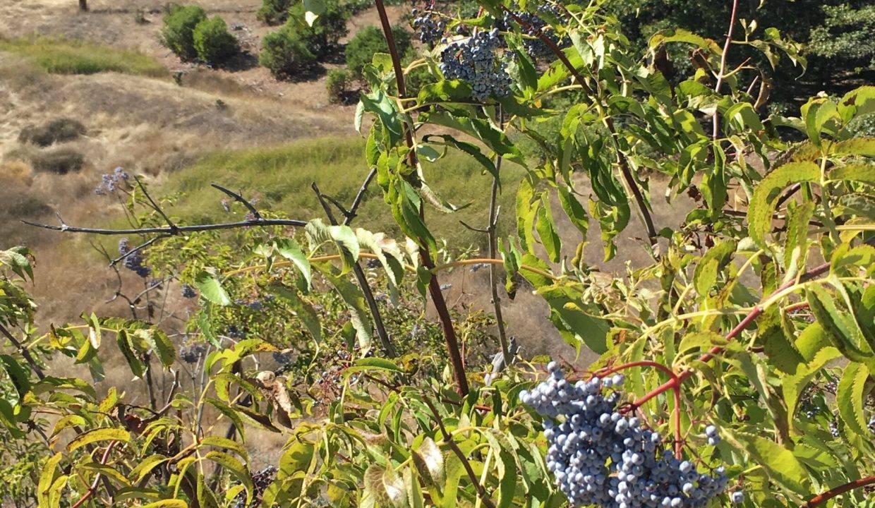 27 Elderberry on the Corral Creek ranch