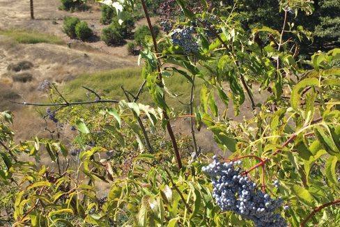 27 Elderberry on the Corral Creek ranch