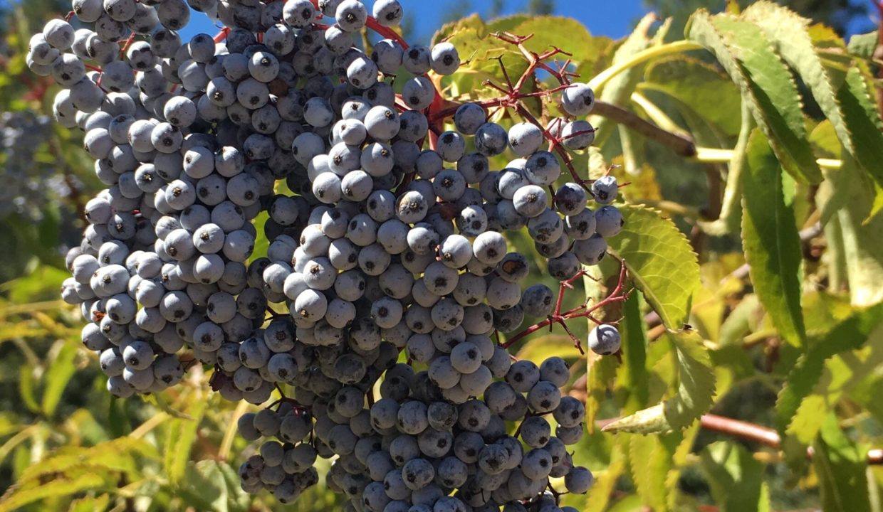 28 Elderberry on the Corral Creek ranch