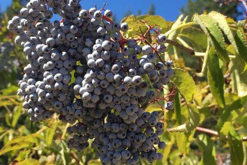 28 Elderberry on the Corral Creek ranch