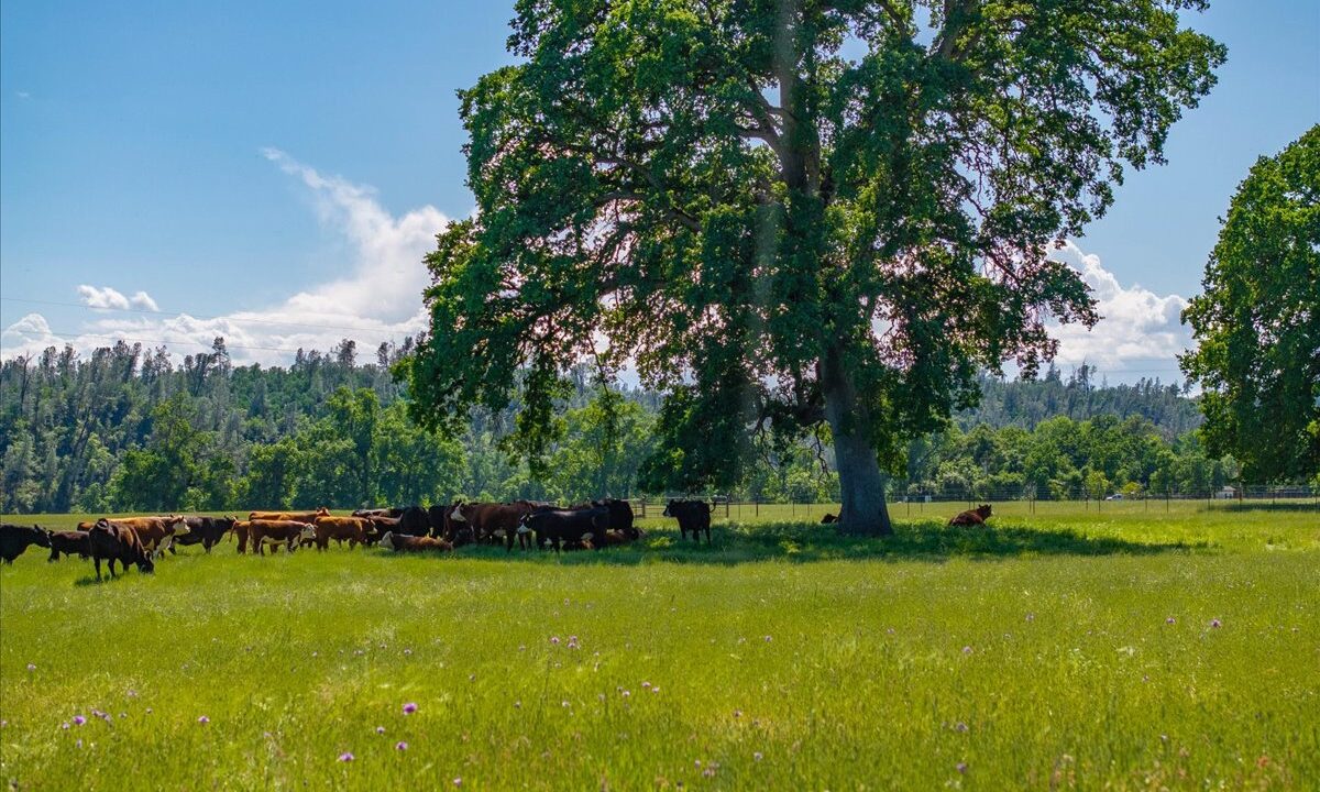 060-3141 Meadow Oak Ln - ED-26