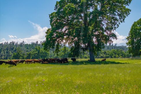 060-3141 Meadow Oak Ln - ED-26